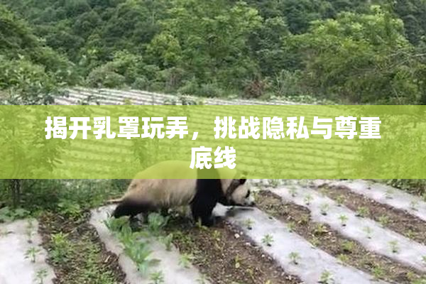 揭开乳罩玩弄，挑战隐私与尊重底线