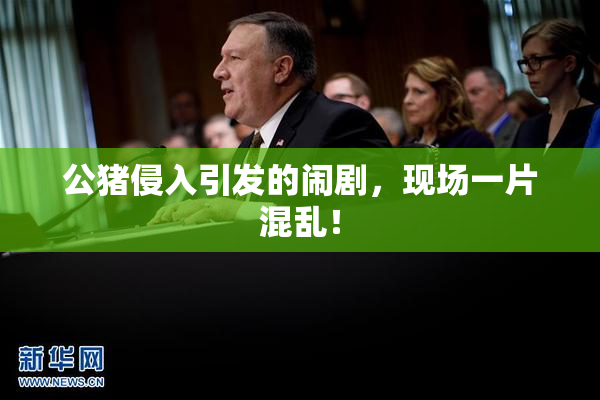 公猪侵入引发的闹剧，现场一片混乱！
