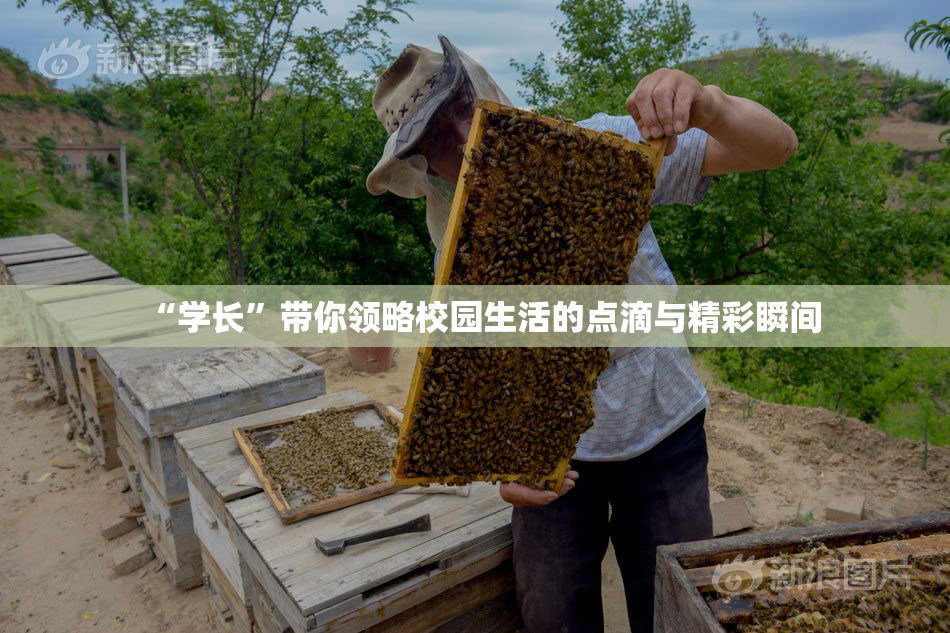 “学长”带你领略校园生活的点滴与精彩瞬间