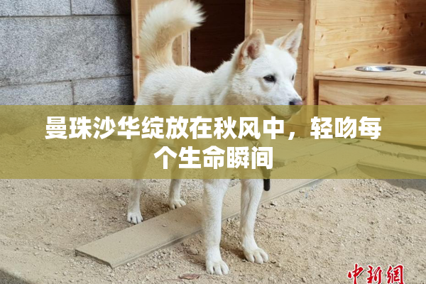 曼珠沙华绽放在秋风中，轻吻每个生命瞬间