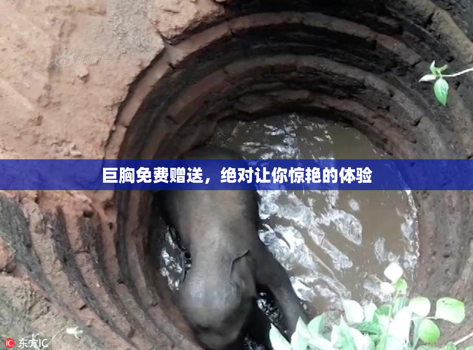 巨胸免费赠送，绝对让你惊艳的体验