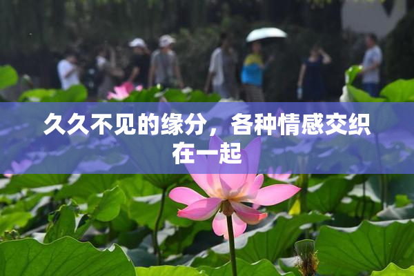 久久不见的缘分，各种情感交织在一起