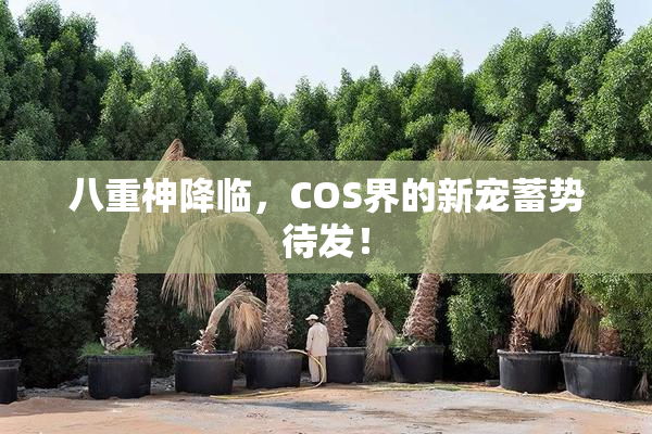 八重神降临，COS界的新宠蓄势待发！
