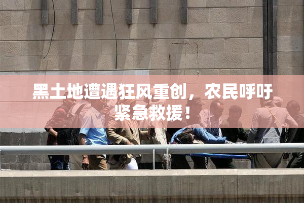 黑土地遭遇狂风重创，农民呼吁紧急救援！