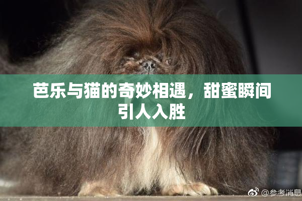 芭乐与猫的奇妙相遇，甜蜜瞬间引人入胜