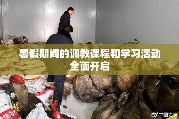 暑假期间的调教课程和学习活动全面开启