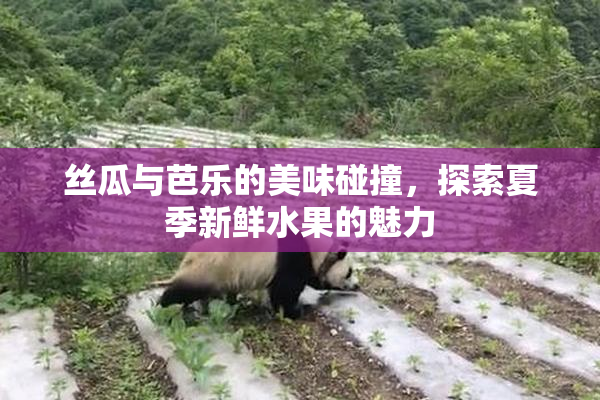 丝瓜与芭乐的美味碰撞，探索夏季新鲜水果的魅力