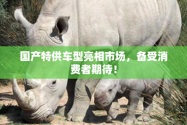 国产特供车型亮相市场，备受消费者期待！
