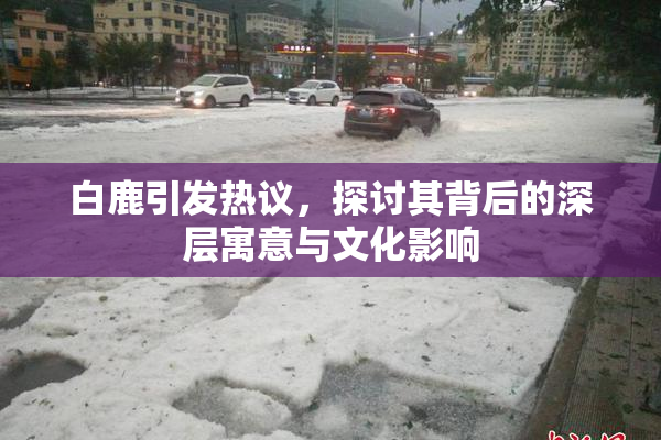 白鹿引发热议，探讨其背后的深层寓意与文化影响