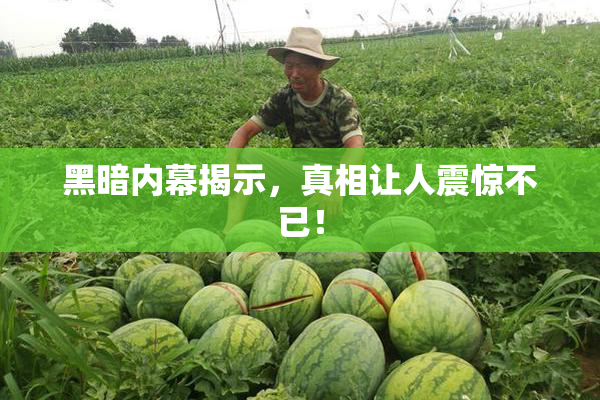 黑暗内幕揭示，真相让人震惊不已！