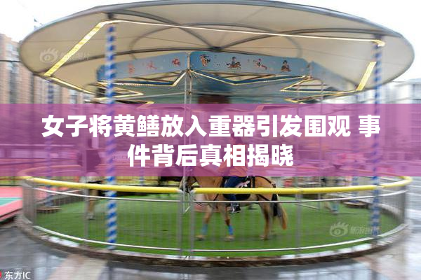女子将黄鳝放入重器引发围观 事件背后真相揭晓