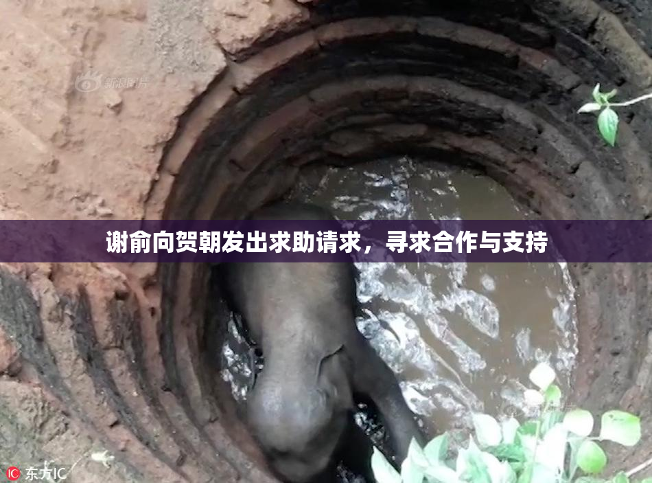 谢俞向贺朝发出求助请求，寻求合作与支持