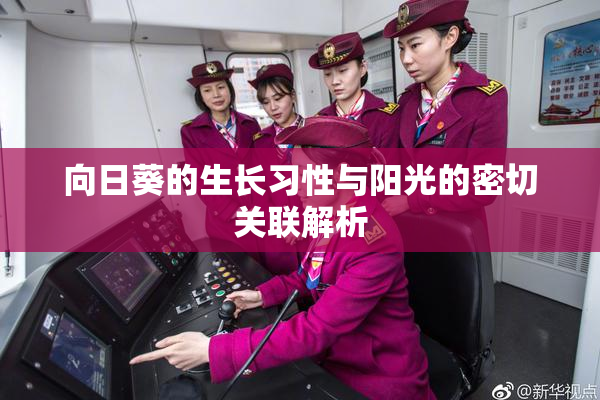 向日葵的生长习性与阳光的密切关联解析