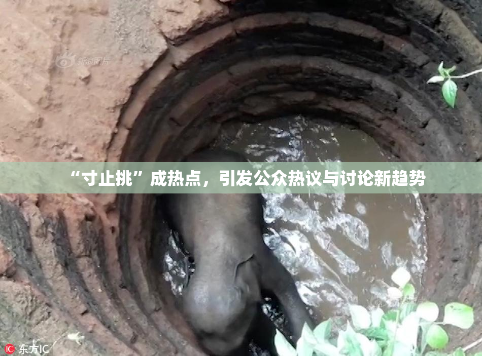 “寸止挑”成热点，引发公众热议与讨论新趋势