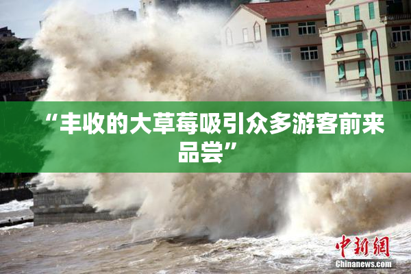 “丰收的大草莓吸引众多游客前来品尝”