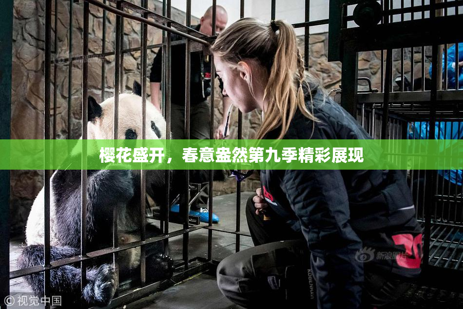 樱花盛开，春意盎然第九季精彩展现