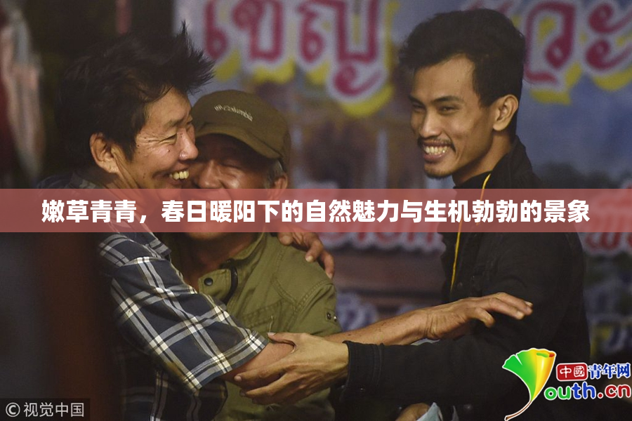 嫩草青青，春日暖阳下的自然魅力与生机勃勃的景象