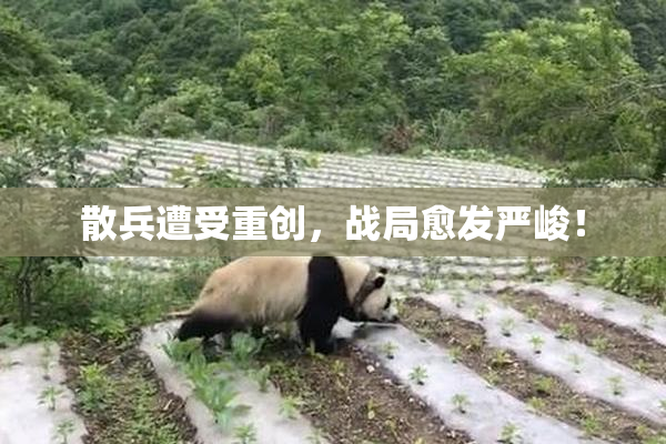 散兵遭受重创，战局愈发严峻！