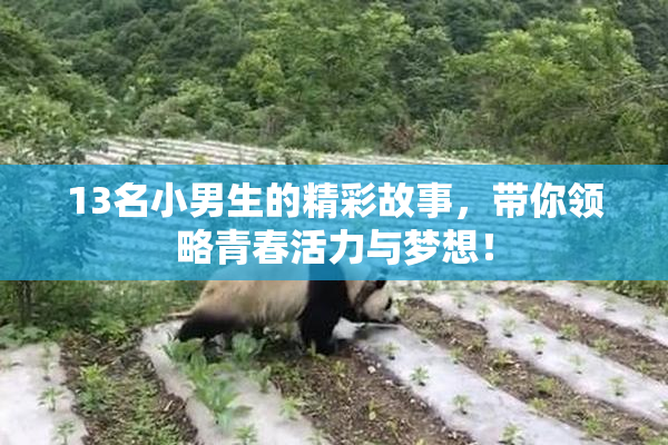 13名小男生的精彩故事，带你领略青春活力与梦想！