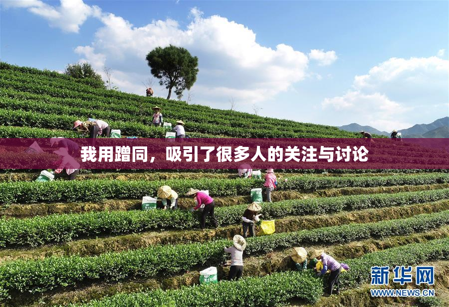 我用蹭同，吸引了很多人的关注与讨论