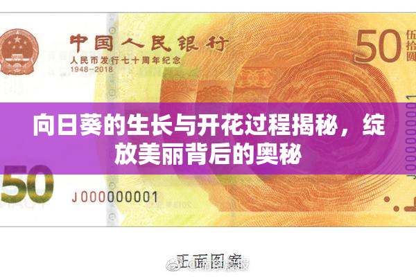 向日葵的生长与开花过程揭秘，绽放美丽背后的奥秘
