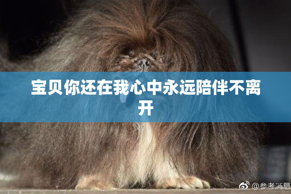 宝贝你还在我心中永远陪伴不离开