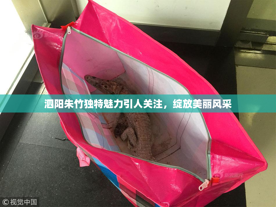 泗阳朱竹独特魅力引人关注，绽放美丽风采