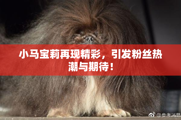 小马宝莉再现精彩，引发粉丝热潮与期待！
