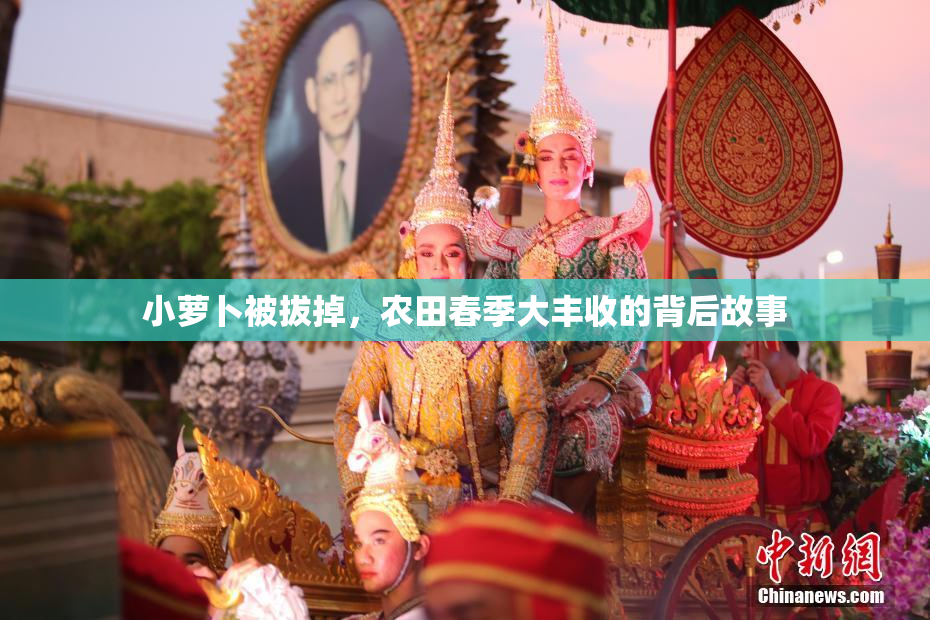 小萝卜被拔掉，农田春季大丰收的背后故事
