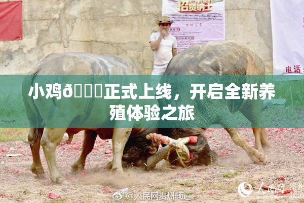 小鸡🐔正式上线，开启全新养殖体验之旅