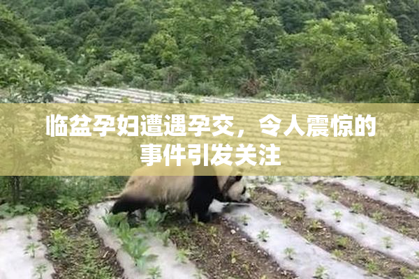 临盆孕妇遭遇孕交，令人震惊的事件引发关注