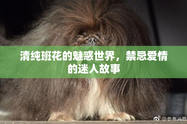 清纯班花的魅惑世界，禁忌爱情的迷人故事