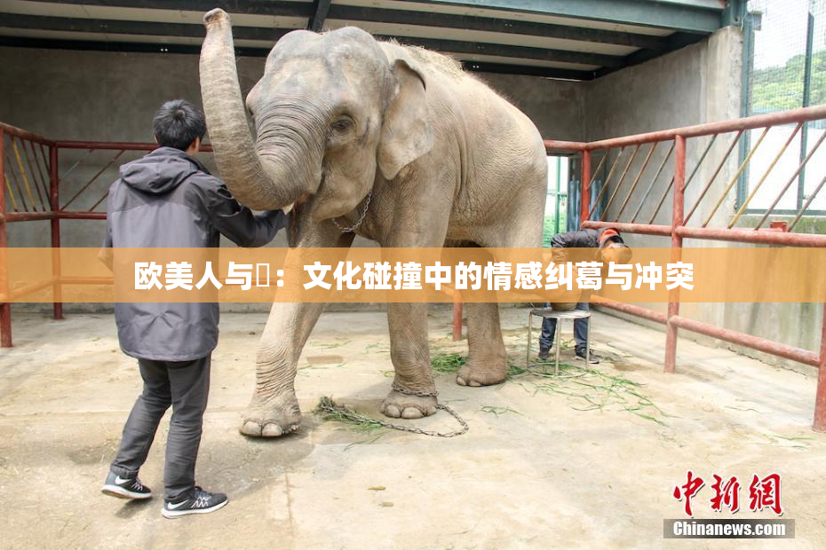 欧美人与嘼：文化碰撞中的情感纠葛与冲突