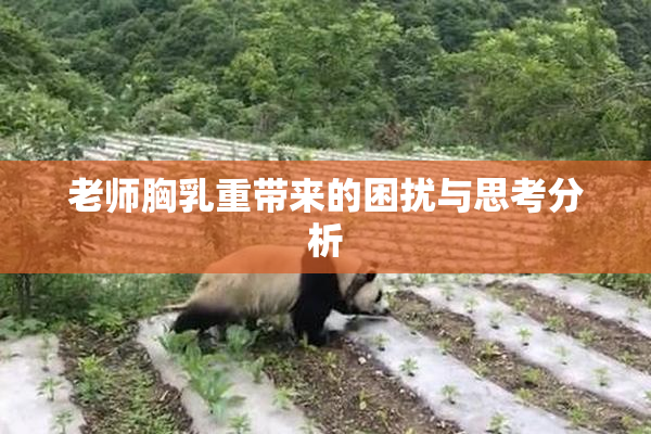 老师胸乳重带来的困扰与思考分析