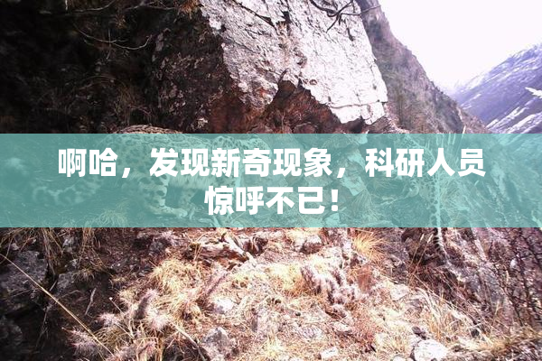 啊哈，发现新奇现象，科研人员惊呼不已！