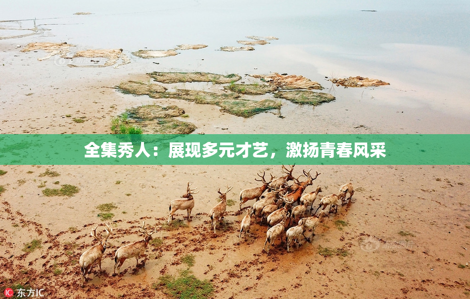 全集秀人：展现多元才艺，激扬青春风采