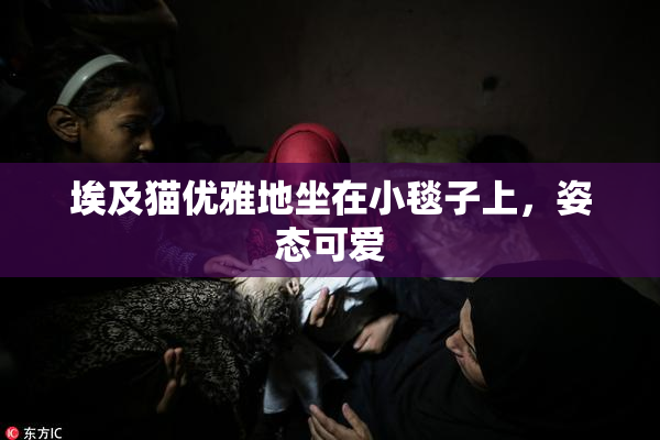 埃及猫优雅地坐在小毯子上，姿态可爱