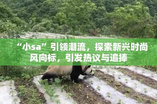 “小sa”引领潮流，探索新兴时尚风向标，引发热议与追捧