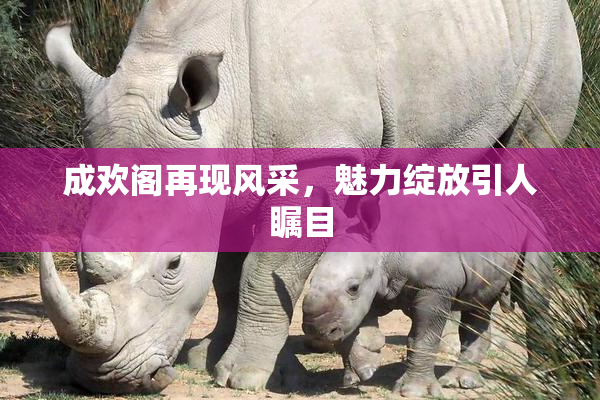 成欢阁再现风采，魅力绽放引人瞩目