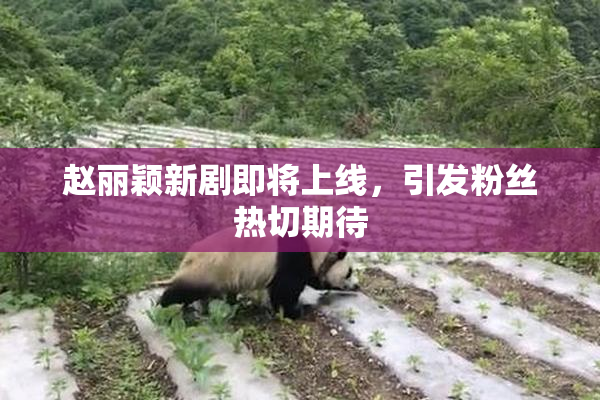 赵丽颖新剧即将上线，引发粉丝热切期待