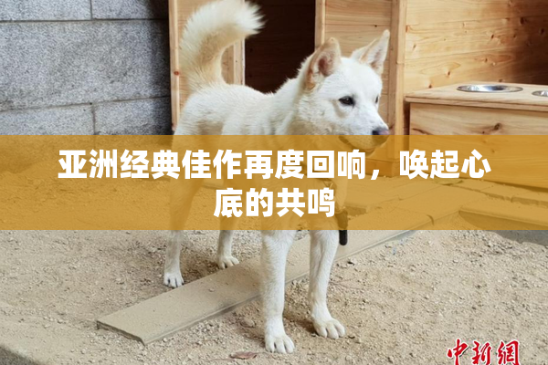 亚洲经典佳作再度回响，唤起心底的共鸣