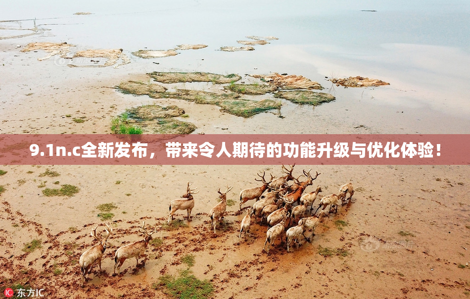 9.1n.c全新发布，带来令人期待的功能升级与优化体验！
