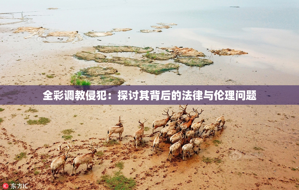 全彩调教侵犯：探讨其背后的法律与伦理问题