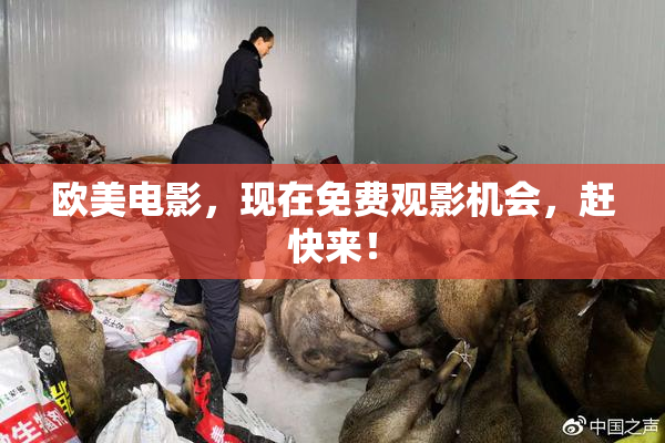 欧美电影，现在免费观影机会，赶快来！