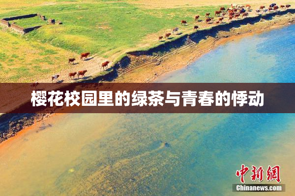樱花校园里的绿茶与青春的悸动