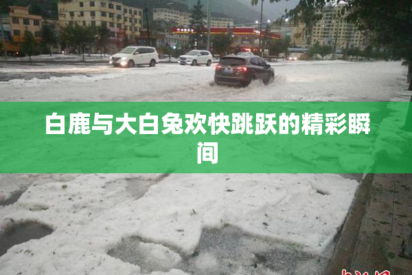 白鹿与大白兔欢快跳跃的精彩瞬间