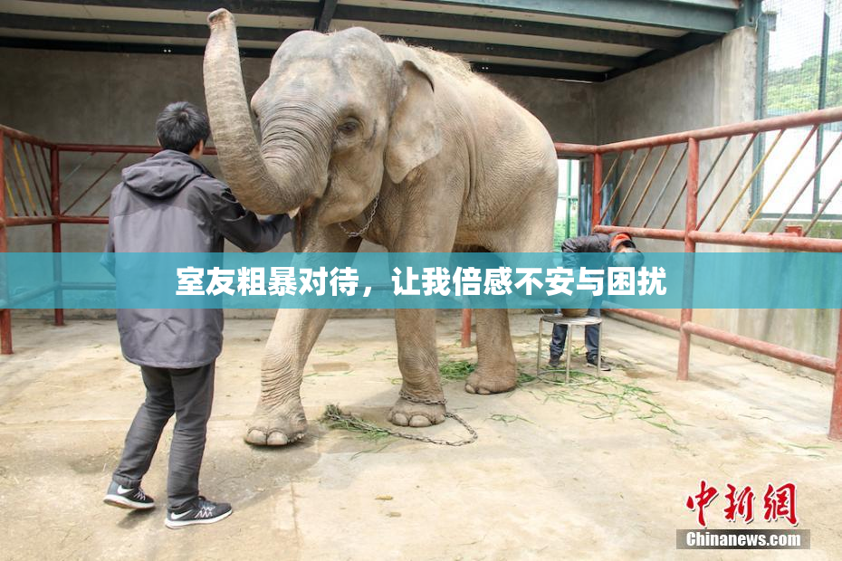 室友粗暴对待，让我倍感不安与困扰