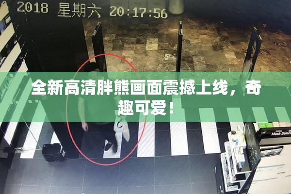 全新高清胖熊画面震撼上线，奇趣可爱！
