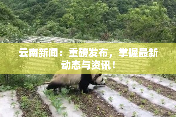 云南新闻：重磅发布，掌握最新动态与资讯！