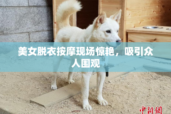 美女脱衣按摩现场惊艳，吸引众人围观
